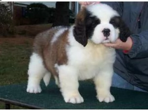 regalo cuccioli di san bernardo di 90 giorni nata e  svezzata in ambiente familiare. viene munita di