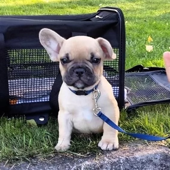 regalo  cuccioli bulldog francese con pedigree   disponibili 4 cuccioli di bulldog francese di , cre