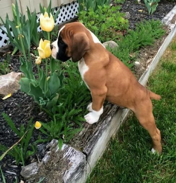 regalo cuccioli di boxer