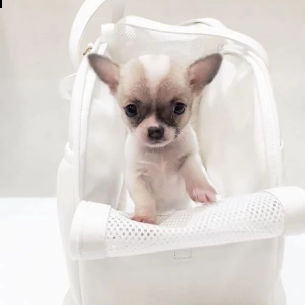    regalo cuccioli di chihuahua