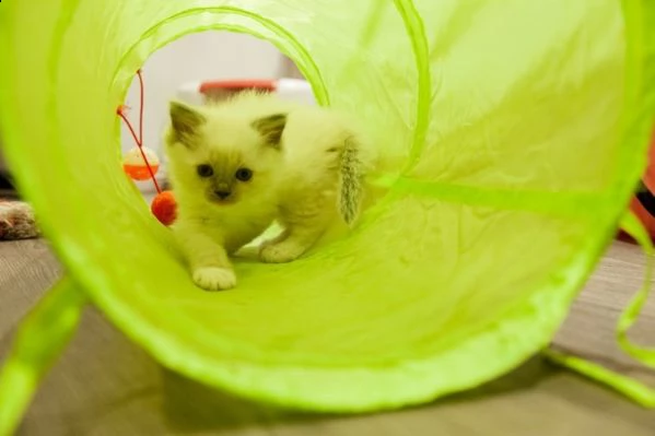 dolcissimi sacro di birmania | Foto 0