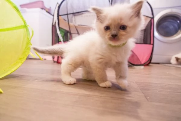 dolcissimi sacro di birmania