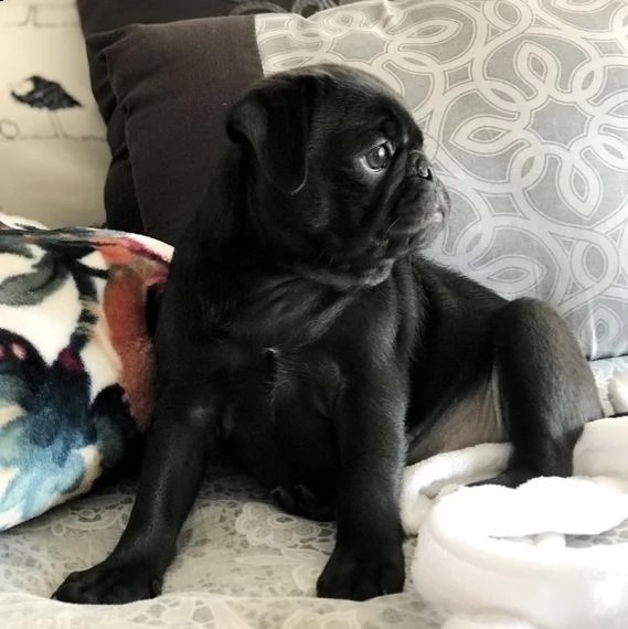 regalo carlino | Foto 0