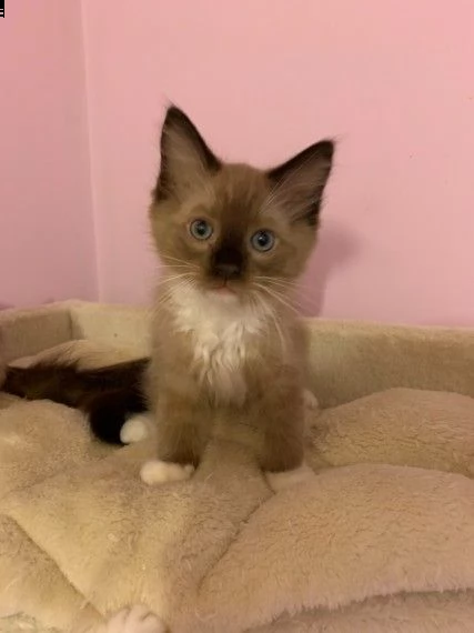 ragdoll in diverse colorazioni e varietà.