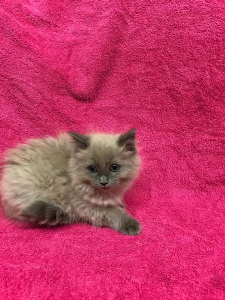 ragdoll in diverse colorazioni e varietà. | Foto 2