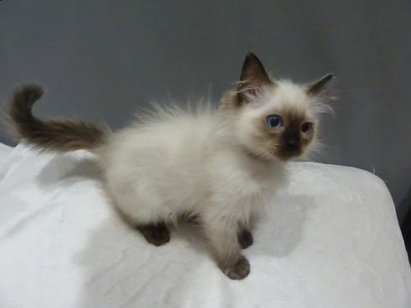 ragdoll in diverse colorazioni e varietà. | Foto 0