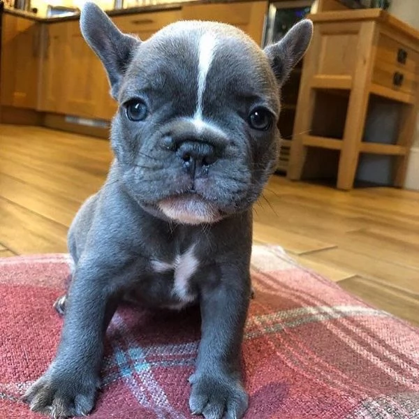 regalo  cuccioli di bulldog francese maschi e femmine disponibili per l'adozione.   cuccioli di bull