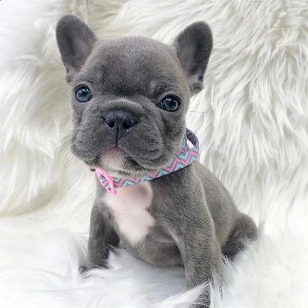 regalo  cuccioli di bulldog francese maschi e femmine disponibili per l'adozione.   cuccioli di bull