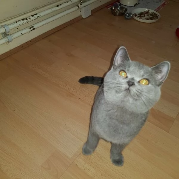 send your whatsapp for fore details | Foto 0