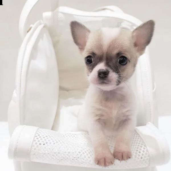    regalo cuccioli di chihuahua | Foto 0