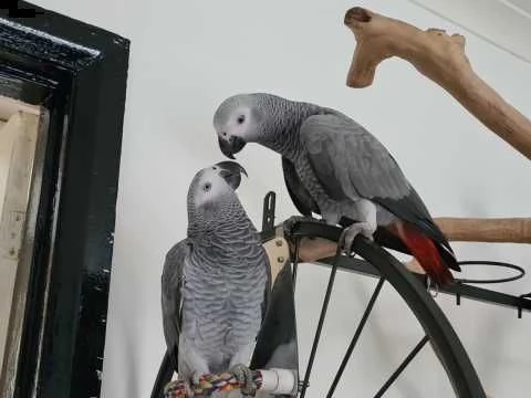 pappagallo cenerino africano