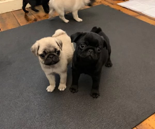 bella cucciolata di cuccioli di carlino disponibile ora.