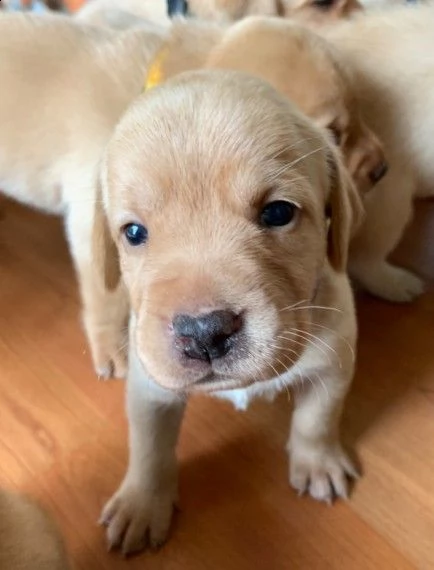 cane labrador retriever