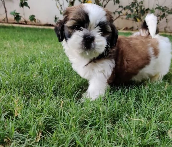 baby shitzu disponibile per il regalo