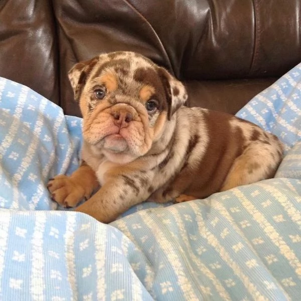 cuccioli di bulldog inglese splendidi e sani in vendita.