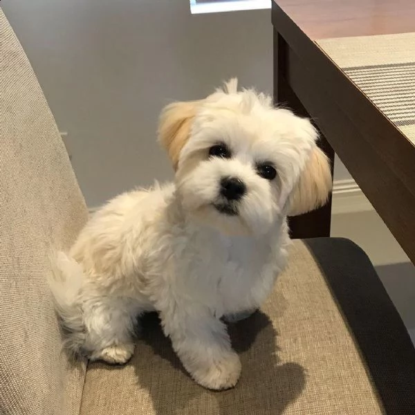 regalo piccolo maltese cuccioli disponibili   desiderate un dolcissimo maltese da amare e coccolare 