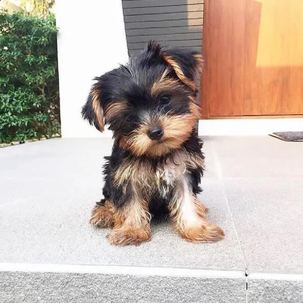 regalo  yorkshire terrier cuccioli   disponibili cuccioli di yorkshire terrier, nati in casa da geni