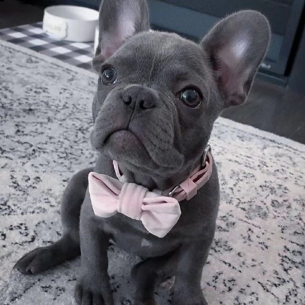   regalo:::regalo bulldog francese blu bianco femmina e maschio    regalo bellissimo cucciolo di bul
