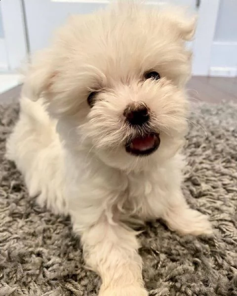 regalo piccolo maltese cuccioli disponibili   desiderate un dolcissimo maltese da amare e coccolare 