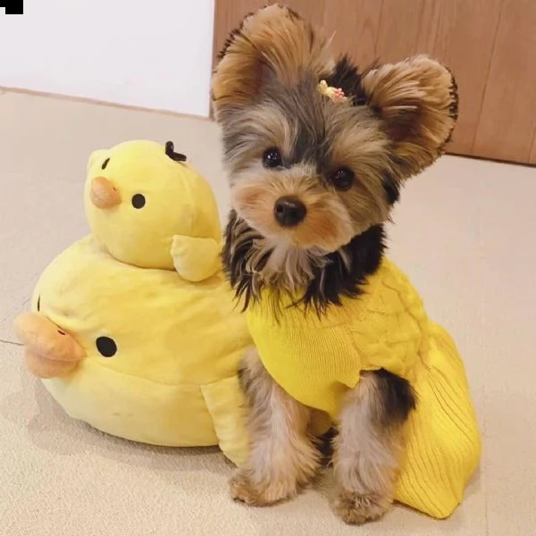 regalo  yorkshire toy cuccioli 