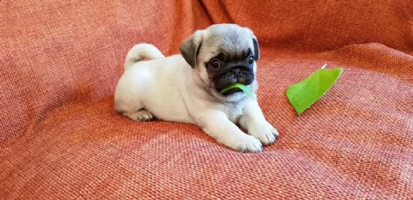 cuccioli di pug (ragazzo e ragazza) completamente inoculati. | Foto 2