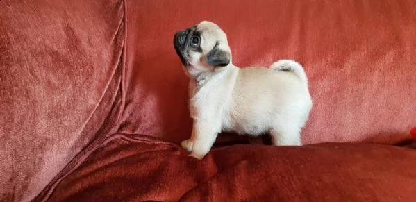 cuccioli di pug (ragazzo e ragazza) completamente inoculati. | Foto 1