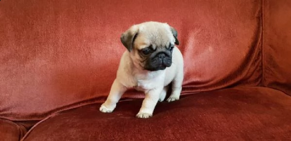 cuccioli di pug (ragazzo e ragazza) completamente inoculati.