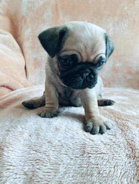 cuccioli di pug (ragazzo e ragazza) completamente inoculati. | Foto 0