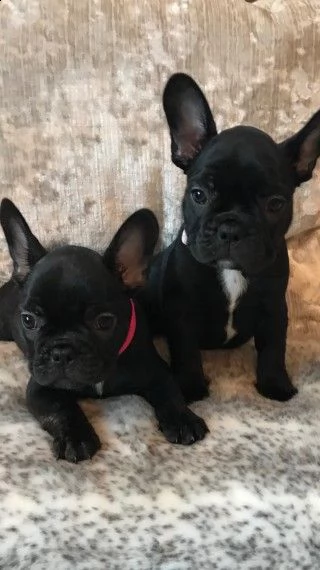vendita cuccioli bulldog francese registrati kc