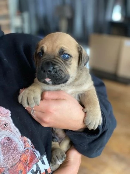 cuccioli bandogge disponibili