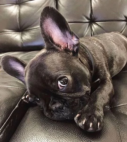 affascinanti cuccioli di bulldog francese in vendita.