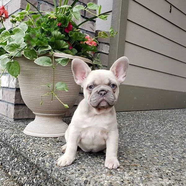 affascinanti cuccioli di bulldog francese in vendita. | Foto 1
