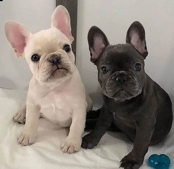 affascinanti cuccioli di bulldog francese in vendita. | Foto 0
