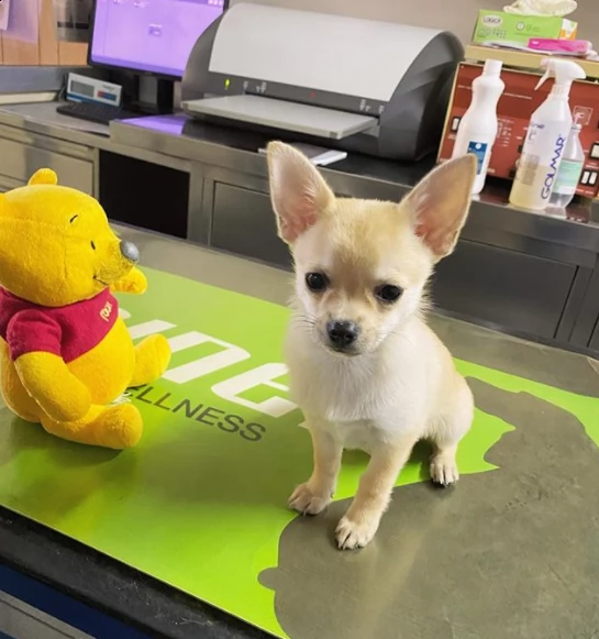 ,,,cuccioli chihuahua maschi e femmine disponibili per l'adozione,, | Foto 0