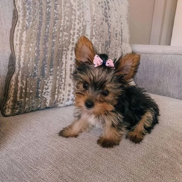 simpatico cucciolo di yorkshire in adozione