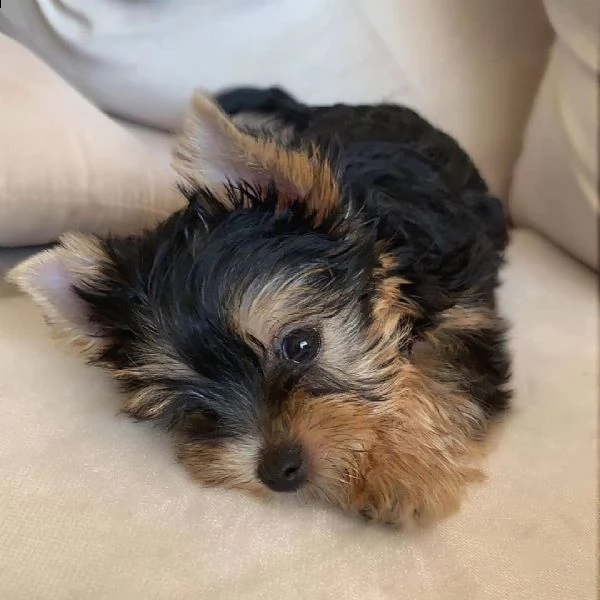 simpatico cucciolo di yorkshire in adozione | Foto 0