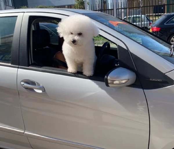 splendidi cuccioli di bichon frise maschi e femmine in vendita.