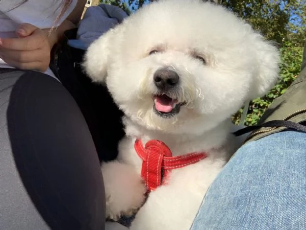 splendidi cuccioli di bichon frise maschi e femmine in vendita. | Foto 3