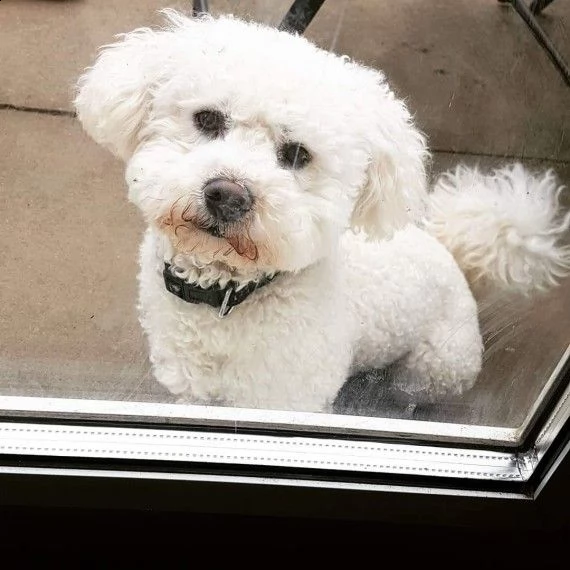 splendidi cuccioli di bichon frise maschi e femmine in vendita. | Foto 2