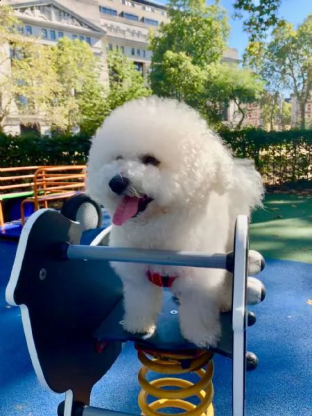 splendidi cuccioli di bichon frise maschi e femmine in vendita. | Foto 1