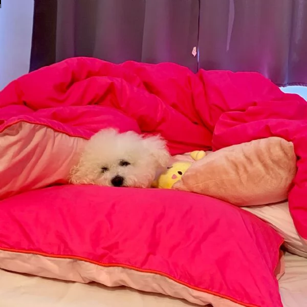 splendidi cuccioli di bichon frise maschi e femmine in vendita. | Foto 0