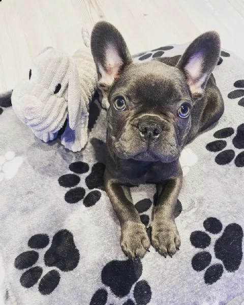 in vendita bellissimi cuccioli di bulldog francesi neri e incredibili | Foto 4