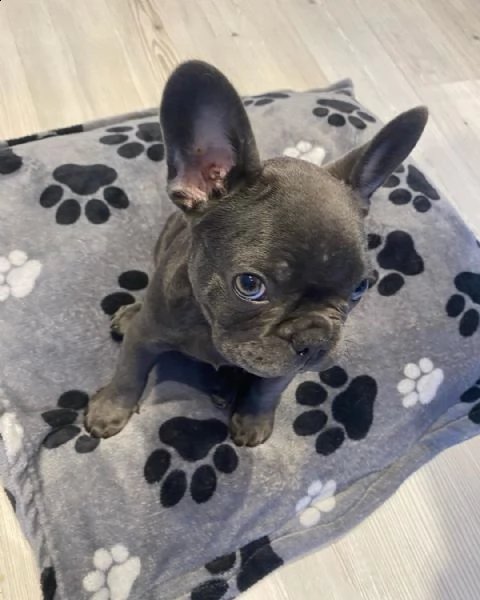 in vendita bellissimi cuccioli di bulldog francesi neri e incredibili | Foto 3
