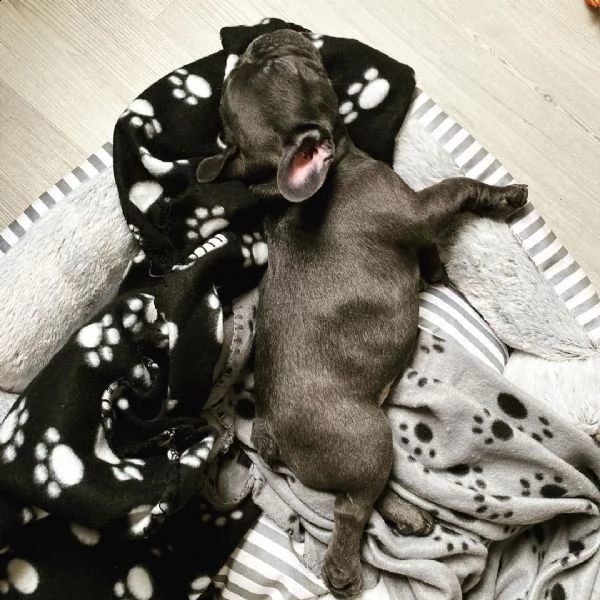 in vendita bellissimi cuccioli di bulldog francesi neri e incredibili