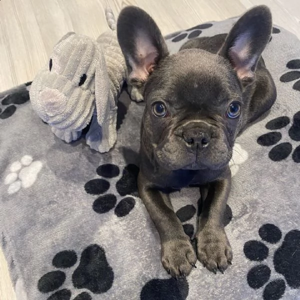 in vendita bellissimi cuccioli di bulldog francesi neri e incredibili | Foto 2
