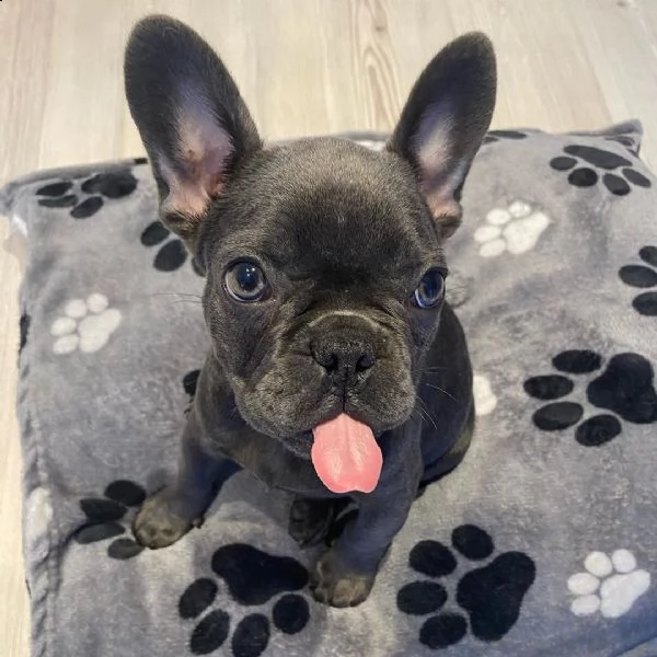 in vendita bellissimi cuccioli di bulldog francesi neri e incredibili | Foto 1