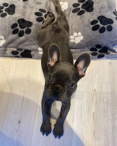 in vendita bellissimi cuccioli di bulldog francesi neri e incredibili | Foto 0
