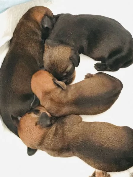 4 cuccioli di bassottioa pelo duro. | Foto 0