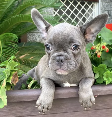 bulldog francese | Foto 0