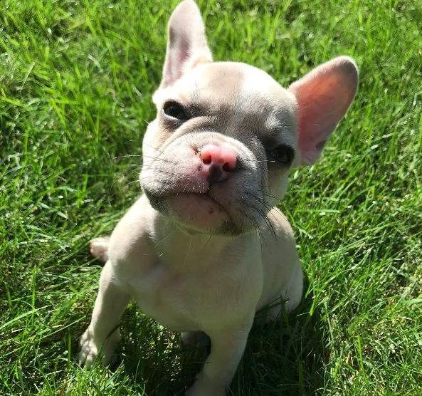 bulldog francese